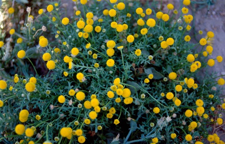 Ааронсония Факторовского: посадка, уход, размножение