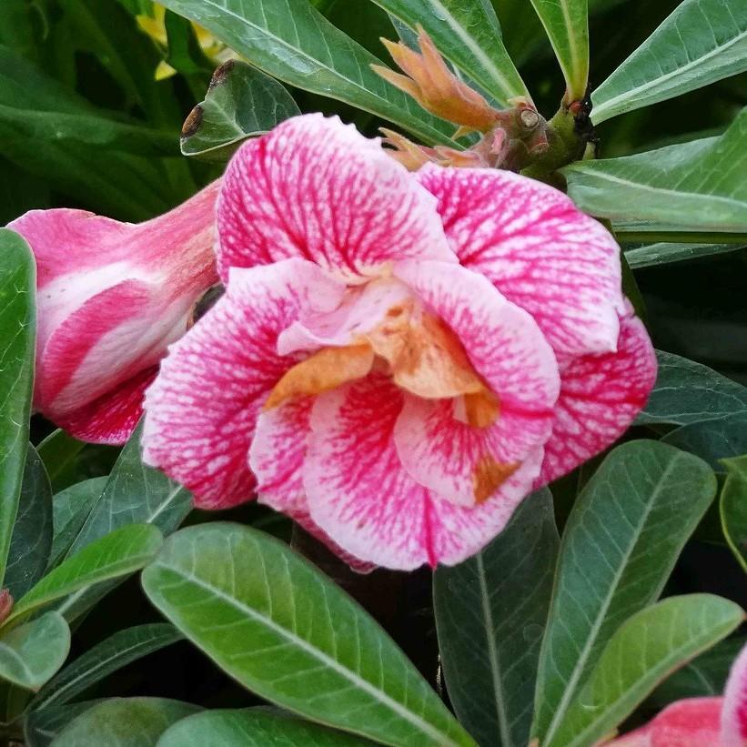 Адениум: уход в домашних условиях