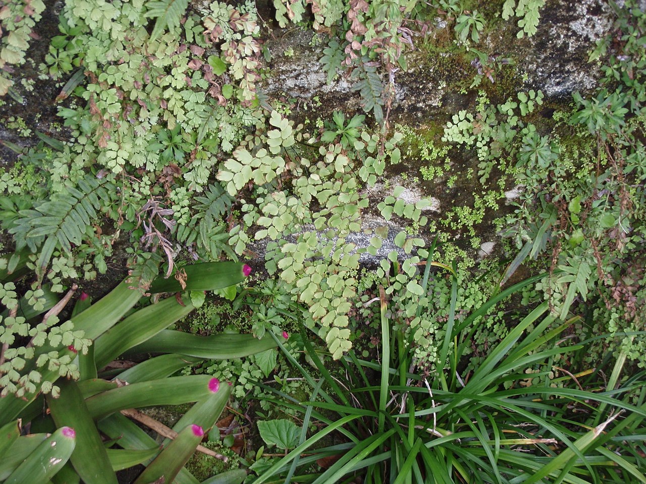 Адиантум: уход в домашних условиях