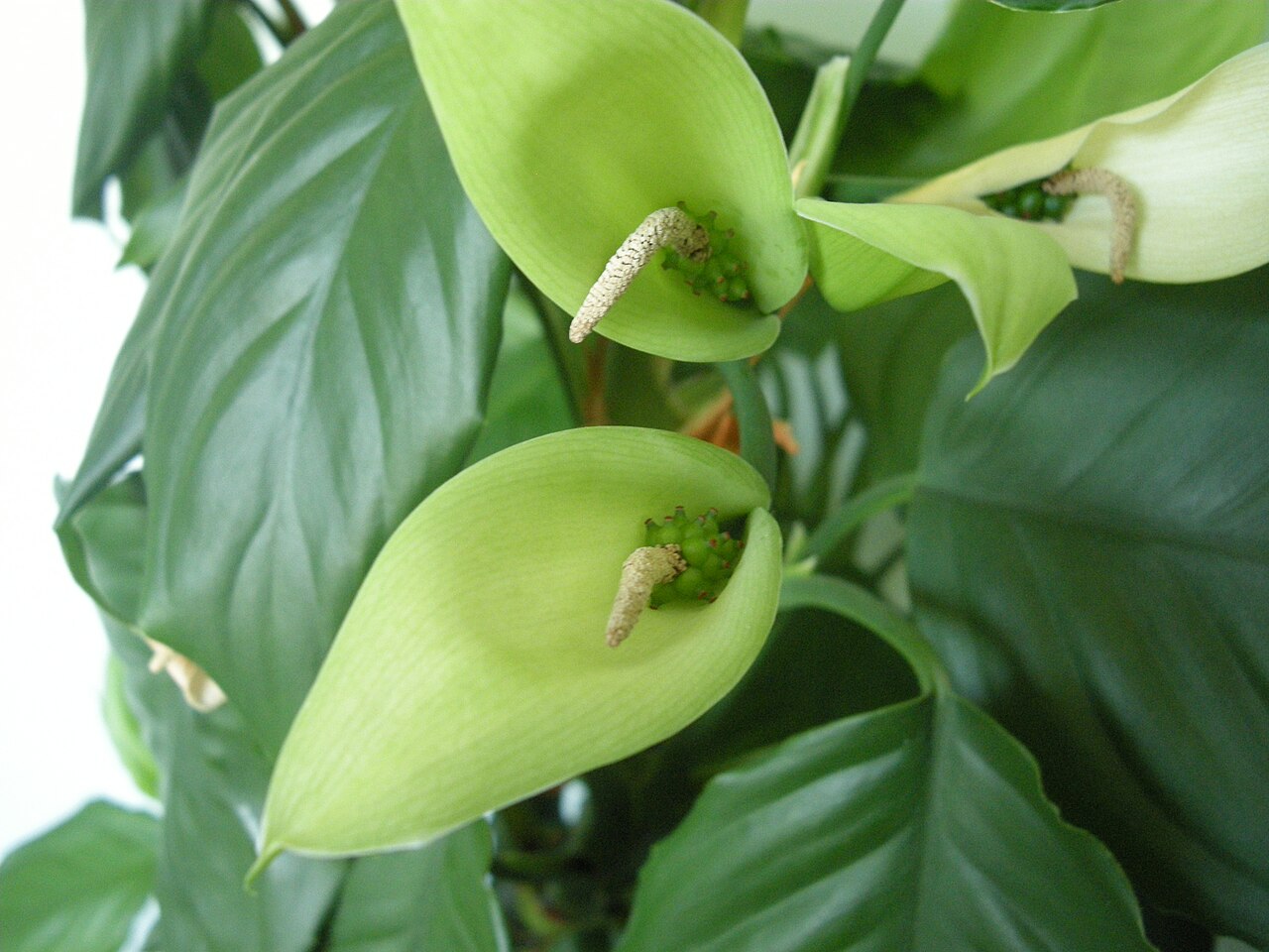 Аглаонема простая: уход в домашних условиях