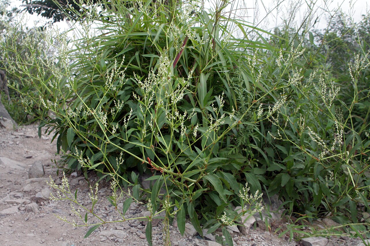 Аконогонон альпийский: выращивание, сбор и применение