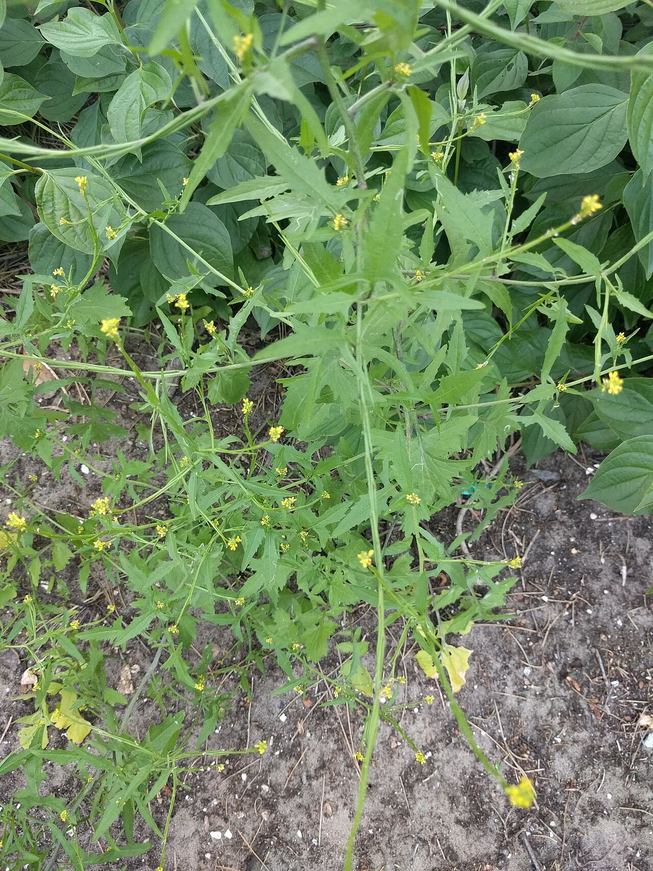 Гулявник лекарственный: выращивание и уход