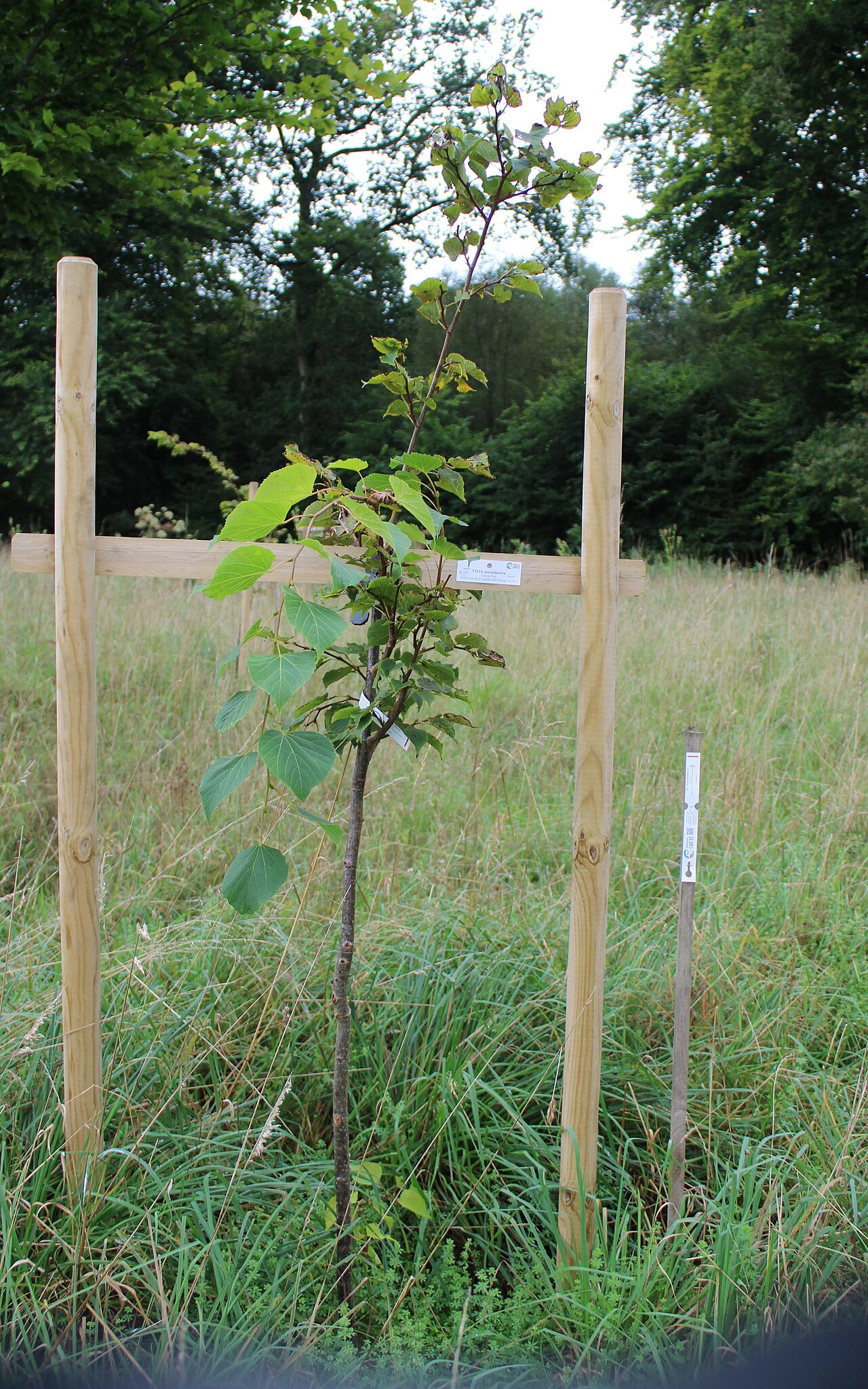 Липа маньчжурская: посадка и уход