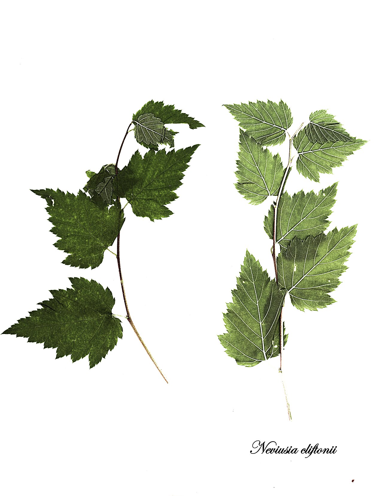 Невиусия Клифтона: посадка и уход