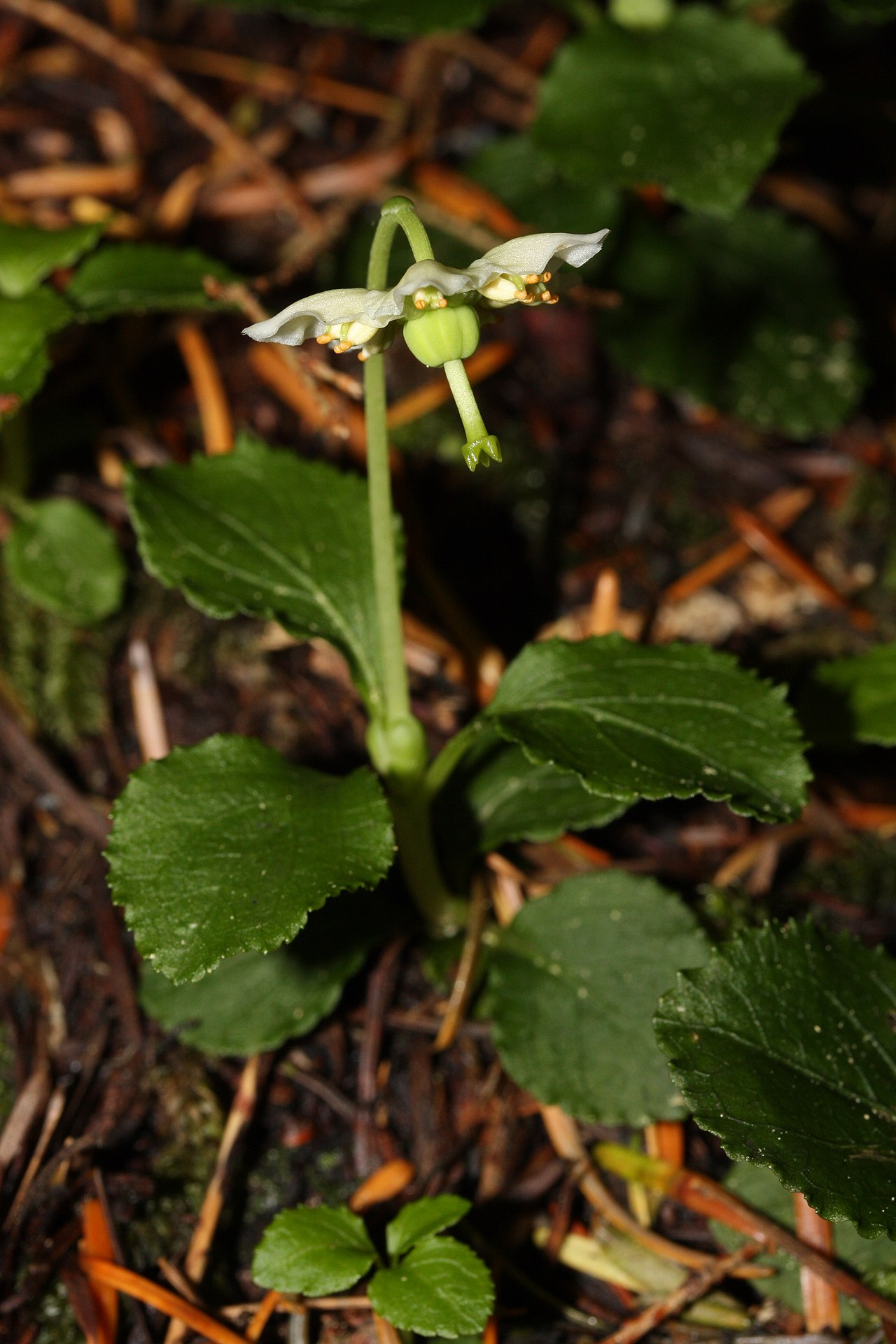 Одноцветка: посадка, уход, размножение