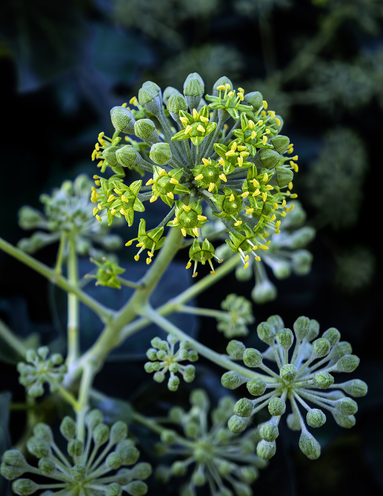 Плющ: уход в домашних условиях