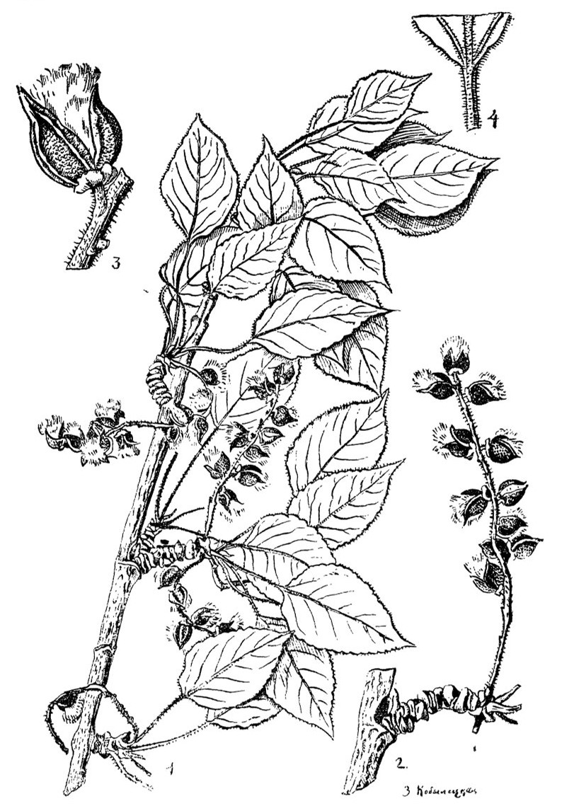 Тополь крупноплодный: посадка и уход