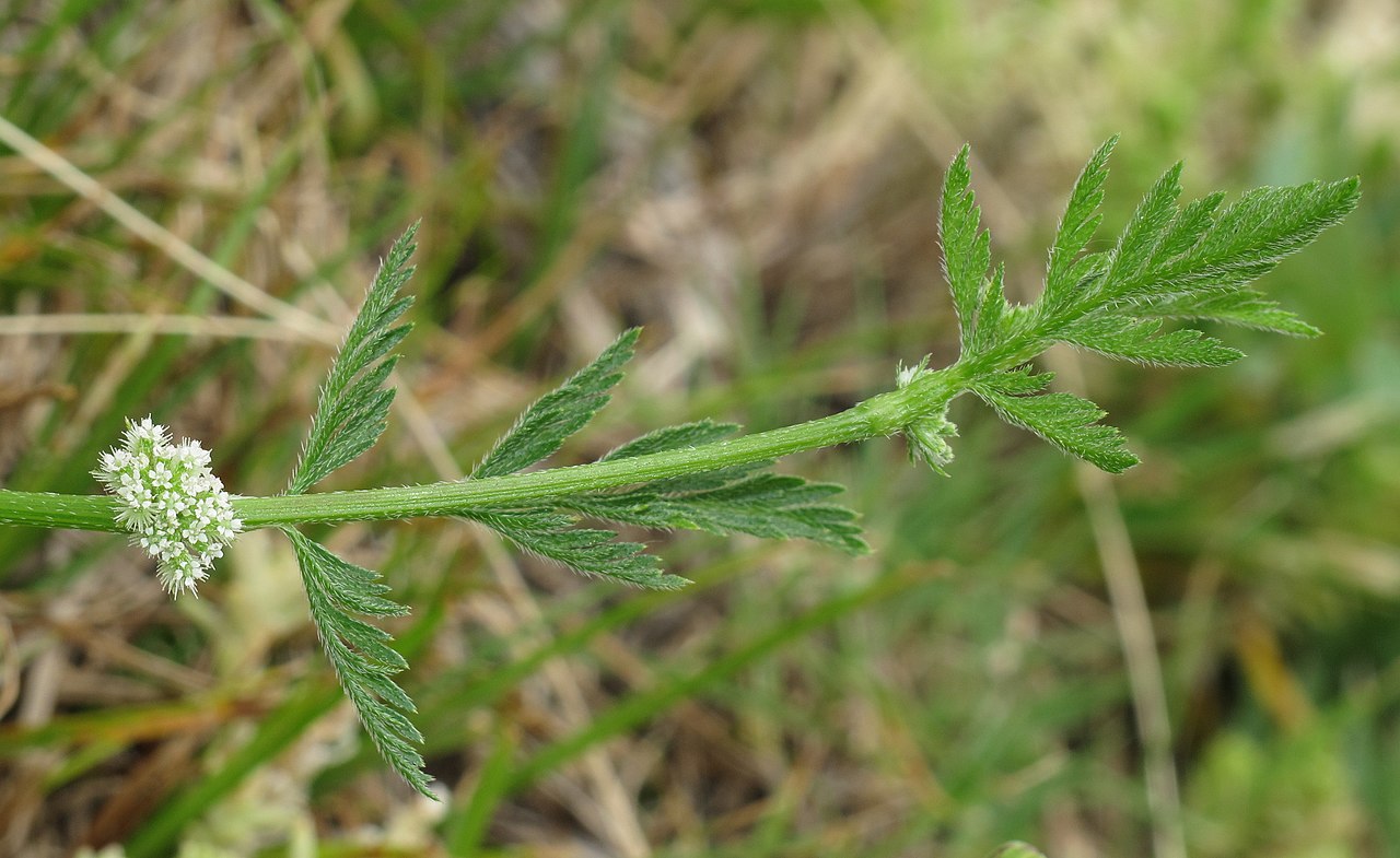Цепкоплодник узловатый: выращивание, сбор и применение